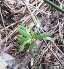 Podocarpus totara