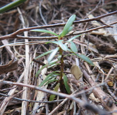Podocarpus totara