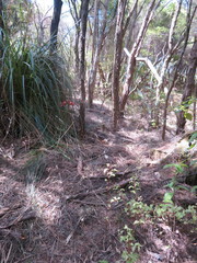 Podocarpus totara