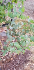 Eucalyptus baueriana thalassina