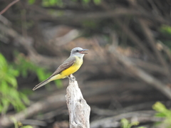 Tyrannus albogularis