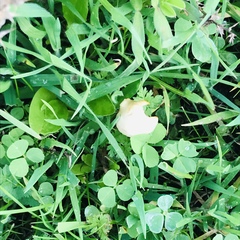 Conocybe apala albipes