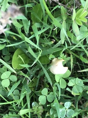 Conocybe apala albipes