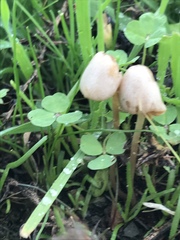 Conocybe apala albipes