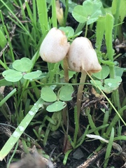 Conocybe apala albipes