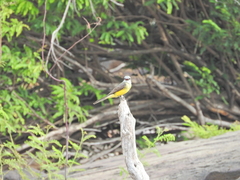 Tyrannus albogularis