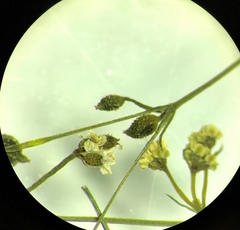Spermolepis divaricata