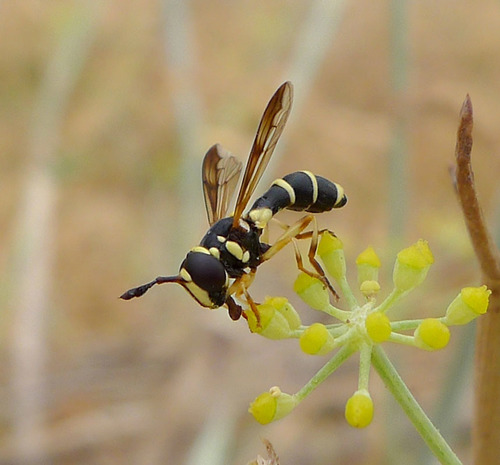 Ceriana vespiformis