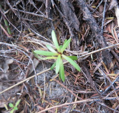 Podocarpus totara