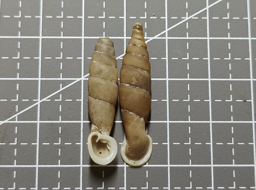 Grandinenia pallidissima