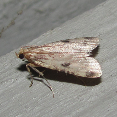 Aglossa costiferalis