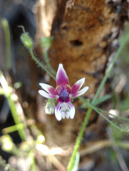 Schizanthus parvulus