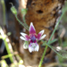 Schizanthus parvulus - Photo (c) javichinga, alguns direitos reservados (CC BY-NC), uploaded by javichinga