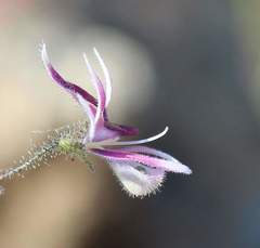 Schizanthus parvulus