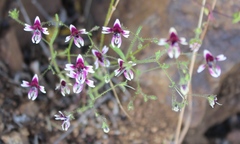 Schizanthus parvulus