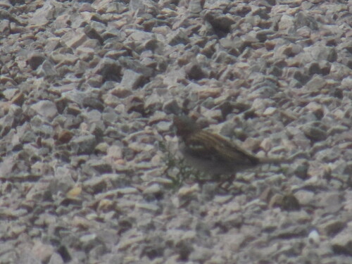 House Sparrow photographed in South Dakota