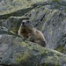 Marmota marmota latirostris - Photo (c) Tim, algunos derechos reservados (CC BY), subido por Tim