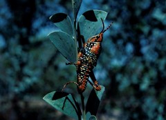 Petasida ephippigera