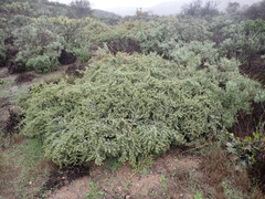 Atriplex canescens canescens