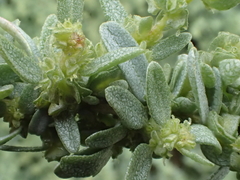 Atriplex canescens canescens