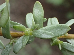Atriplex canescens canescens
