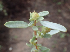 Atriplex canescens canescens