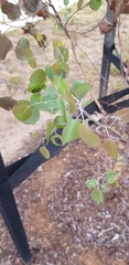 Eucalyptus baueriana thalassina
