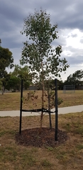 Eucalyptus baueriana thalassina