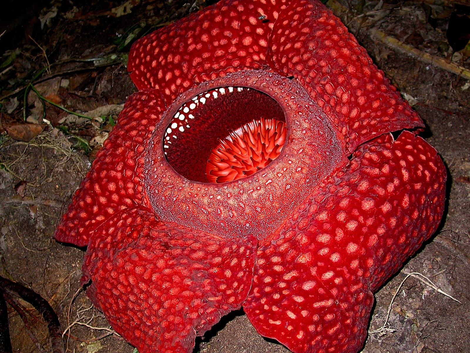 Arnold's Rafflesia (Rafflesia arnoldii) · iNaturalist
