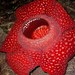 Rafflesia Flowers - Photo (c) David Renoult, some rights reserved (CC BY-NC), uploaded by David Renoult