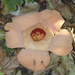 Rafflesia horsfieldii - Photo (c) David Renoult, osa oikeuksista pidätetään (CC BY-NC), uploaded by David Renoult