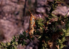 Petasida ephippigera