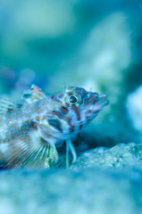 Lepidonectes corallicola