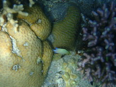 Dascyllus marginatus