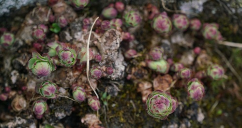 rozchodnica (Rhodiola)