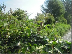 Muscardinus avellanarius