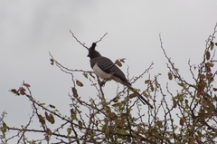 Corythaixoides leucogaster
