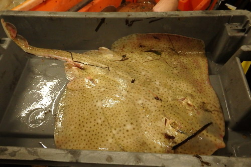 Raja brachyura