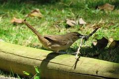 Phacellodomus rufifrons