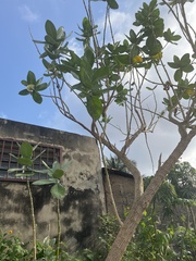 Calotropis procera image