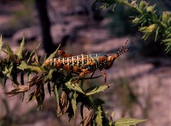 Petasida ephippigera