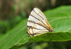 Arawacus meliboeus