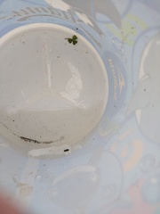 Trichocorixa reticulata