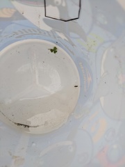 Trichocorixa reticulata