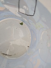 Trichocorixa reticulata