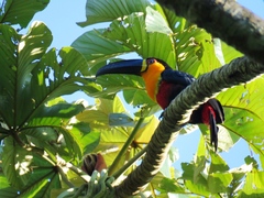 Ramphastos vitellinus