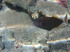 Sufflamen albicaudatum