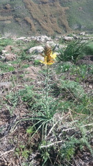 Asphodeline lutea