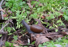 Helminthoglypta cypreophila