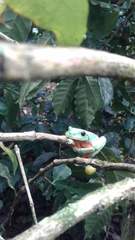 Agalychnis moreletii